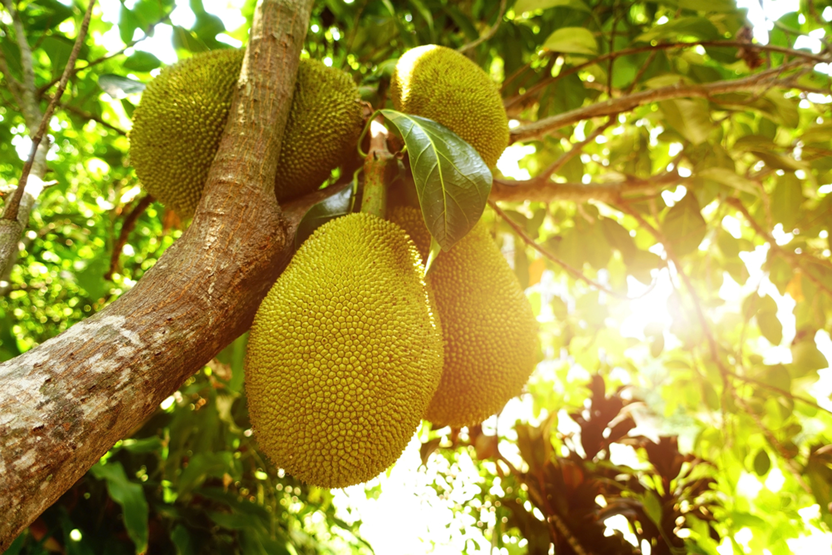  Pohon Nangka  Berkembang Biak Dengan Cara Puspasari