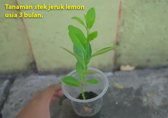 Cara Stek Jeruk Lemon Kampustani Com