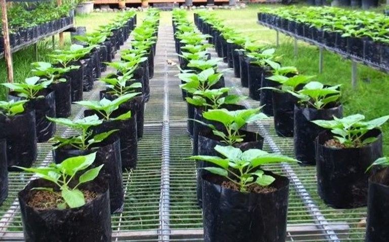 Perkembangan urban dan perubahan pola tanam di desa