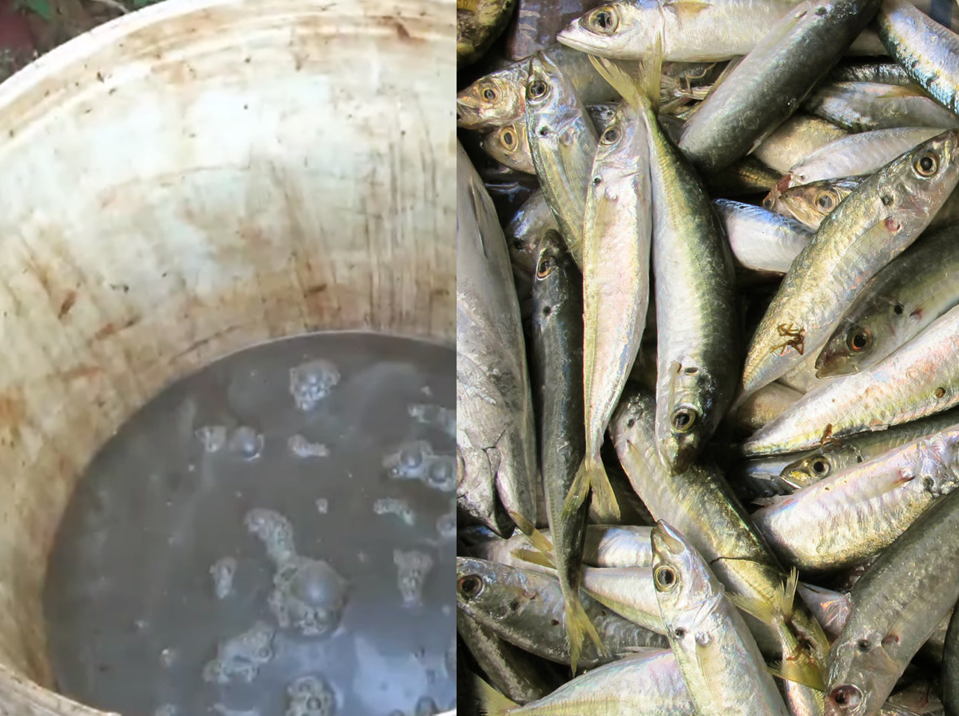 Cara Membuat Pupuk  Organik Cair Dari Limbah Ikan  