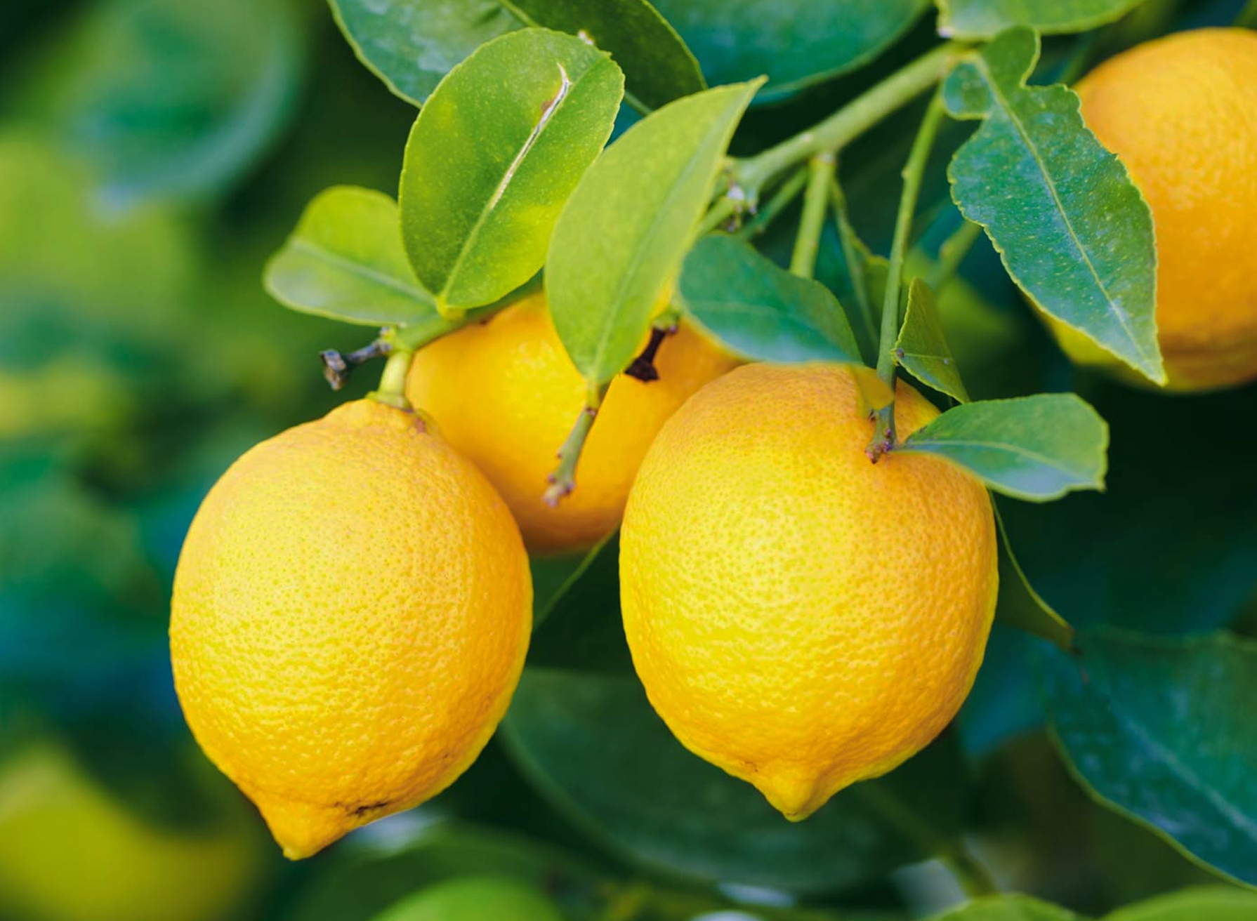 Cara Menanam Jeruk Lemon Dalam Pot | KampusTani.Com