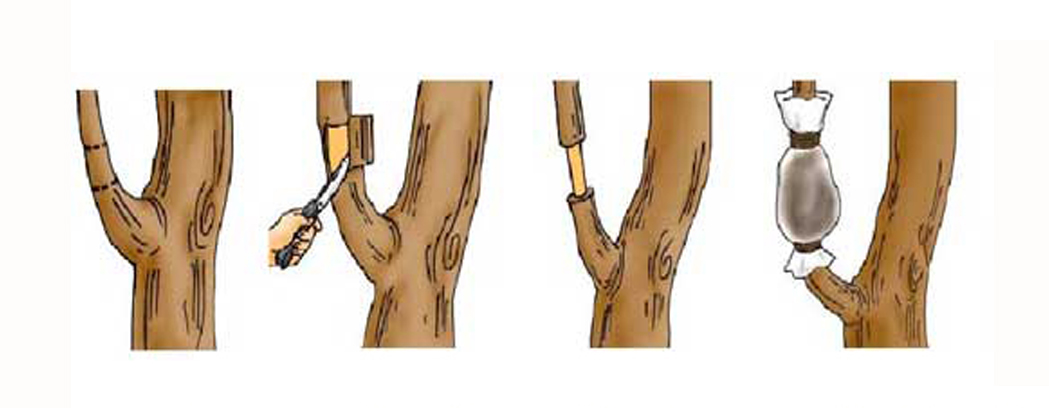 Cara Mencangkok Pohon Sawo Kampustani Com