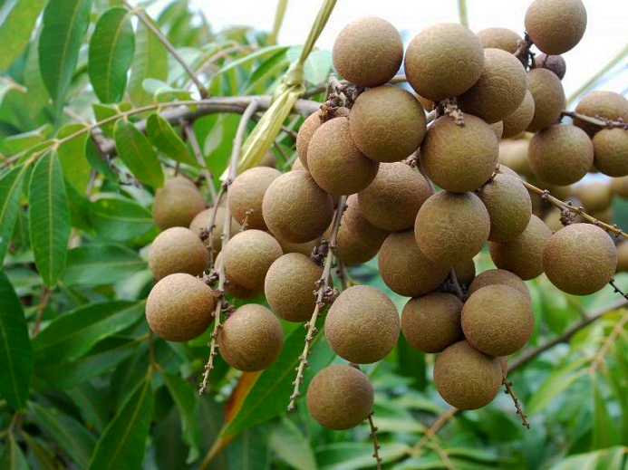 Cara Stek Tanaman Buah  Kelengkeng KampusTani Com