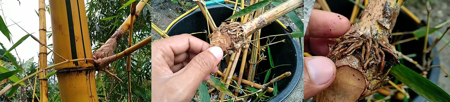 Cara Menanam  Bambu  Kuning  di  Polybag KampusTani Com