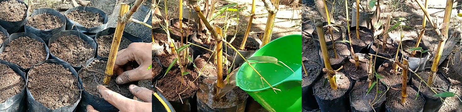 Cara Menanam  Bambu  Kuning  di  Polybag KampusTani Com