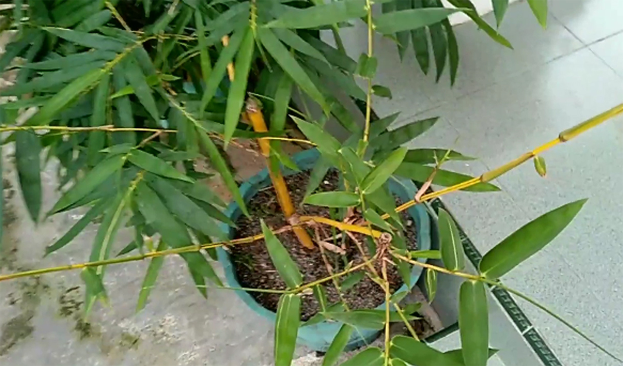 Paling Gokil Cara  Menanam  Bambu  Kuning Di Pot