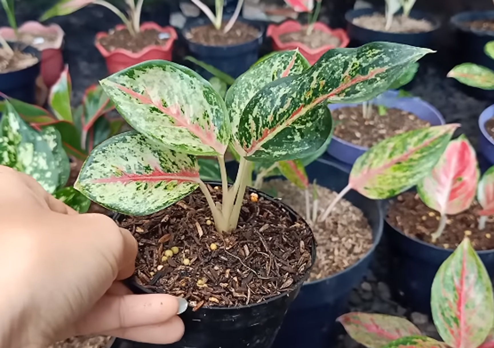 Ini Dia Cara Perbanyakan Tanaman Aglaonema - Agrozine