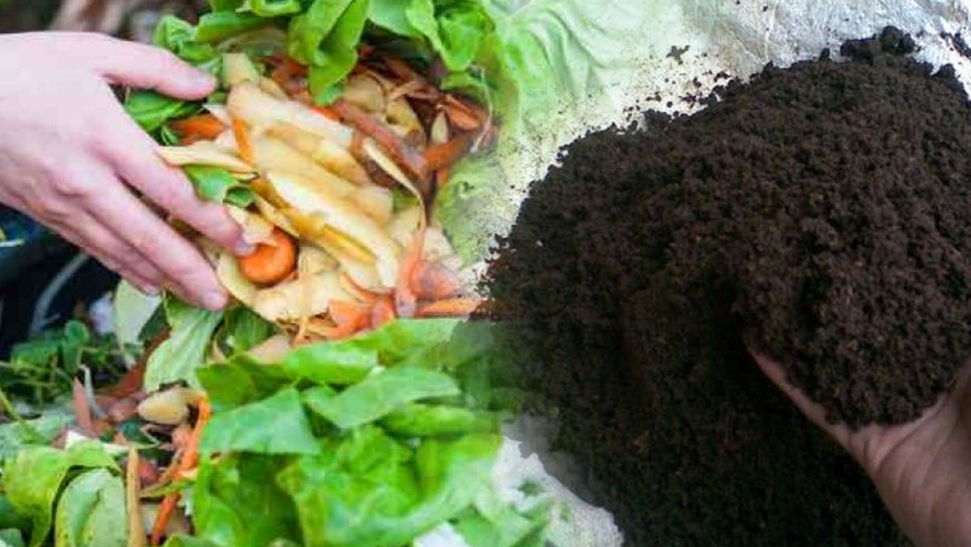 Cara Membuat Pupuk Kompos dari Sampah Rumah Tangga 