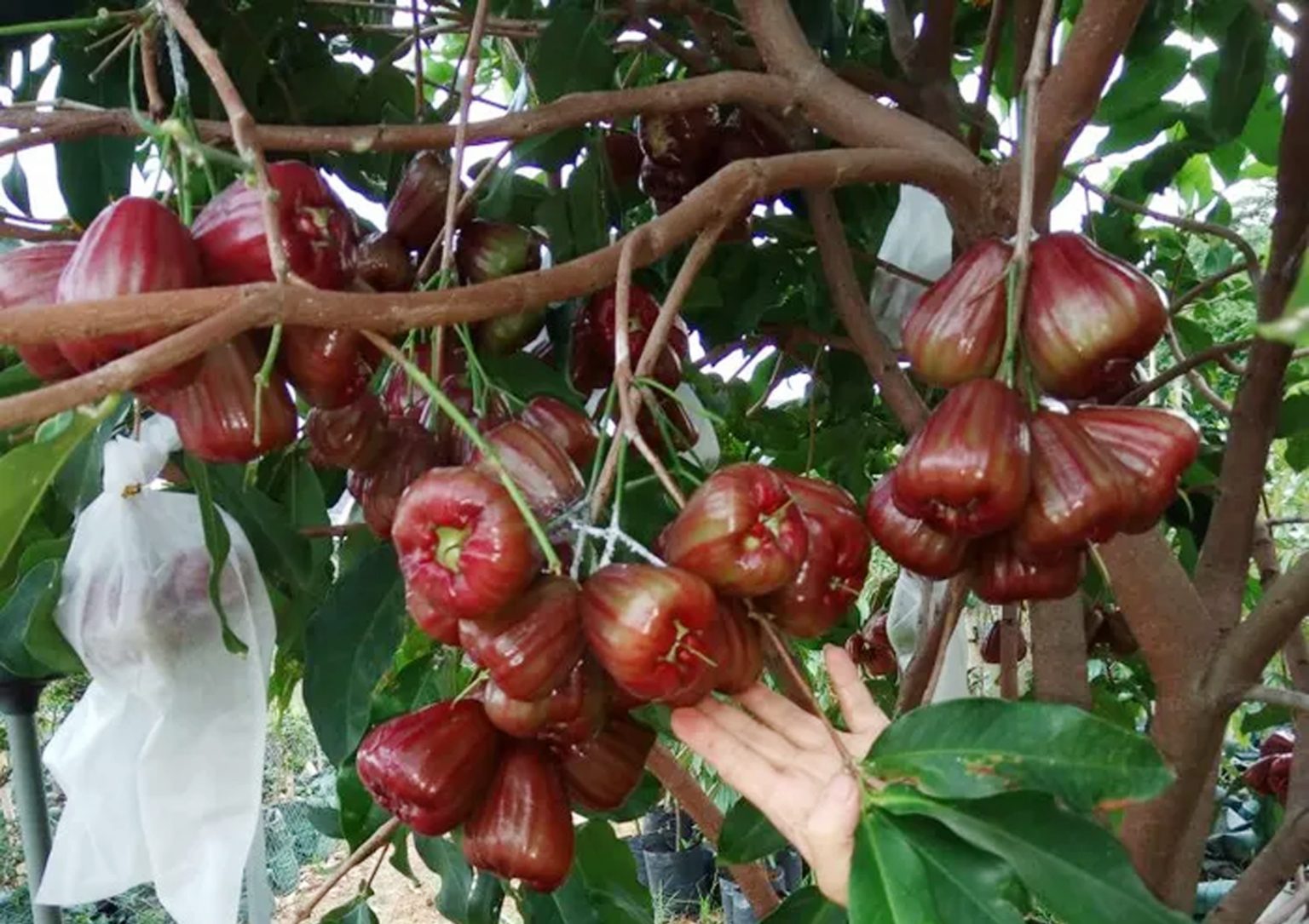 Cara Pembiakan Pokok Jambu Air Cara Menanam Jambu Air King Rose Dalam Pot | KampusTani.Com
