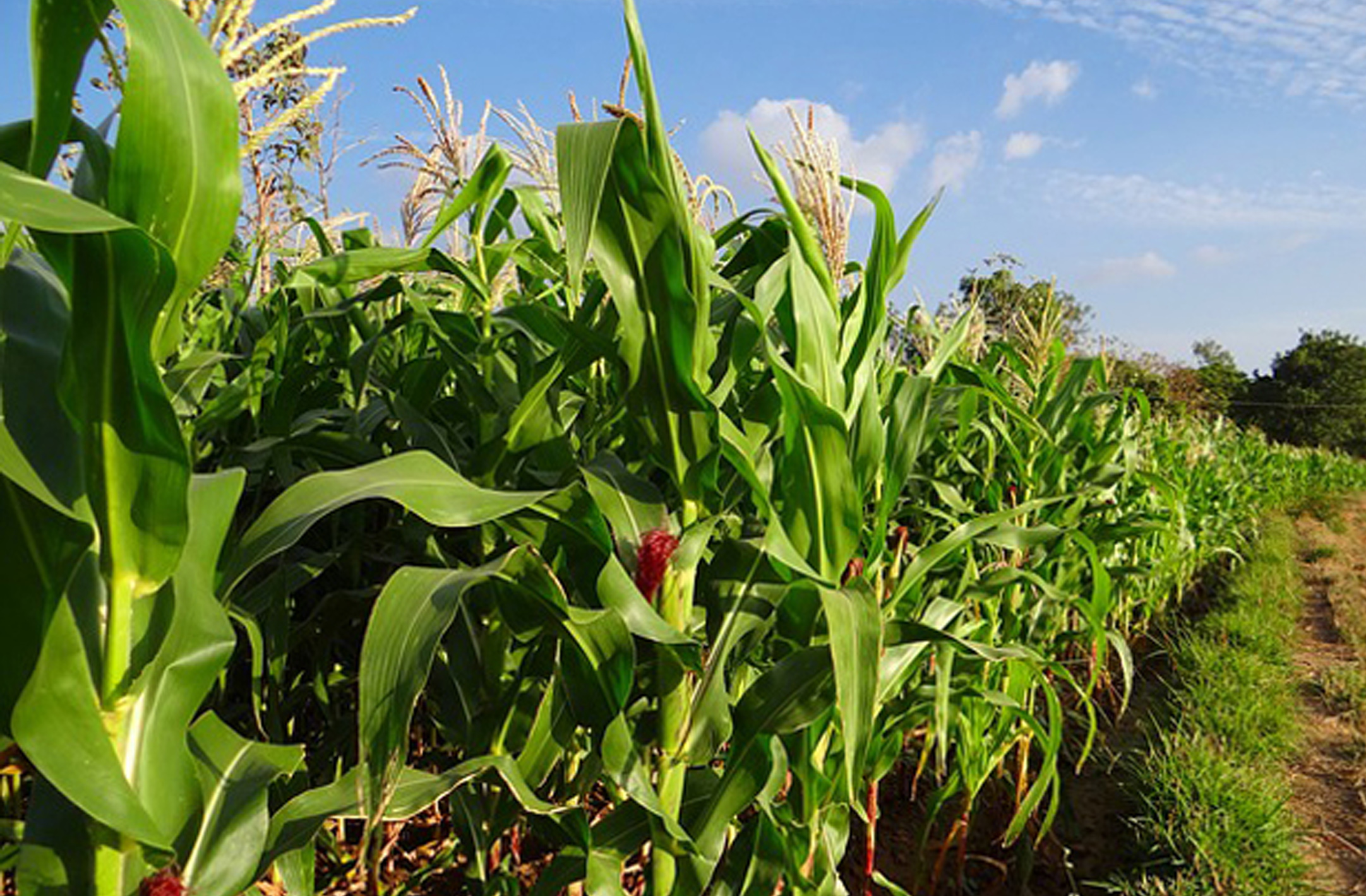 Pemupukan Tanaman Jagung Fase Generatif KampusTani Com