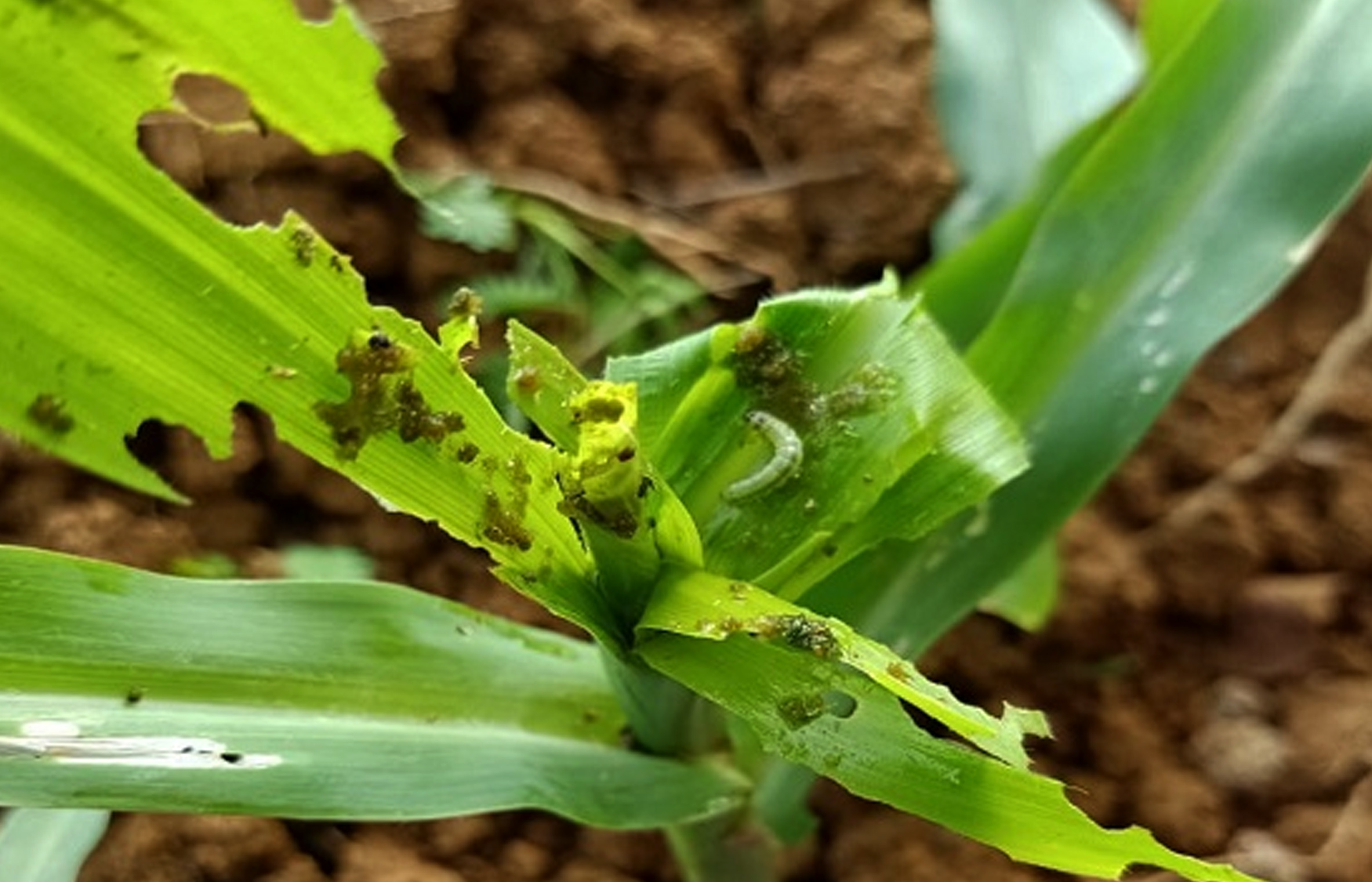 Hama Ulat pada Tanaman Jagung  Muda dan Pengendaliannya 