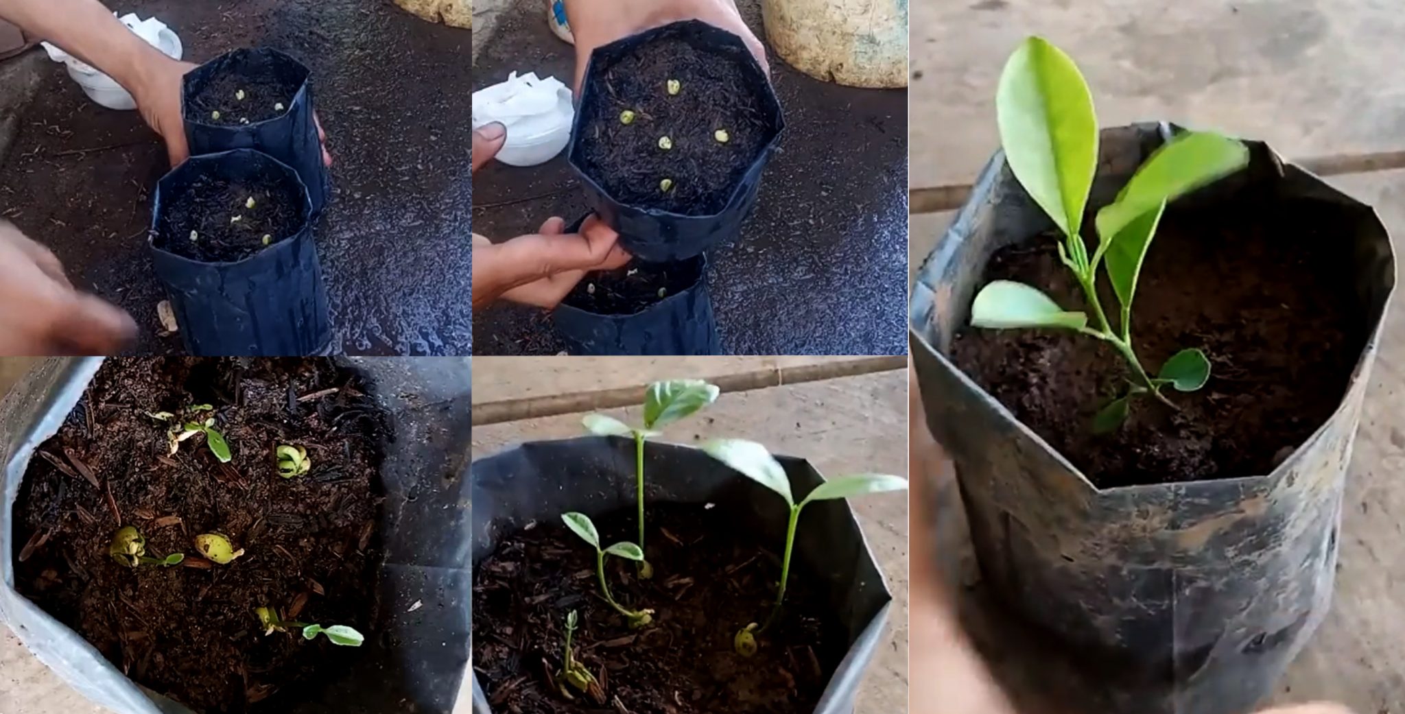 Cara Menanam Lemon dari Biji | KampusTani.Com