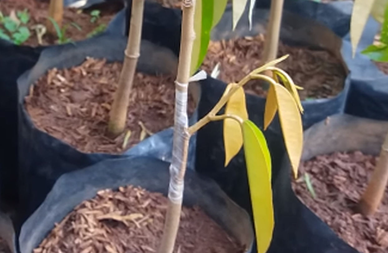 Cara Sambung  Sisip Durian KampusTani Com
