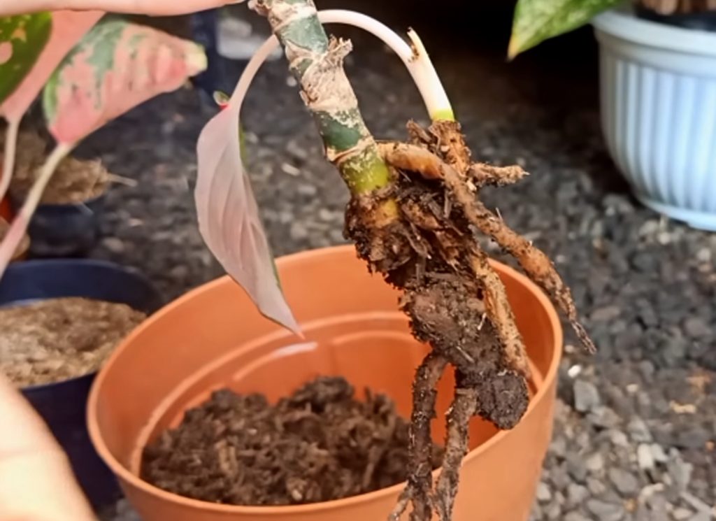 Cara-Mengatasi-Busuk-Akar-Pada-Aglaonema | KampusTani.Com