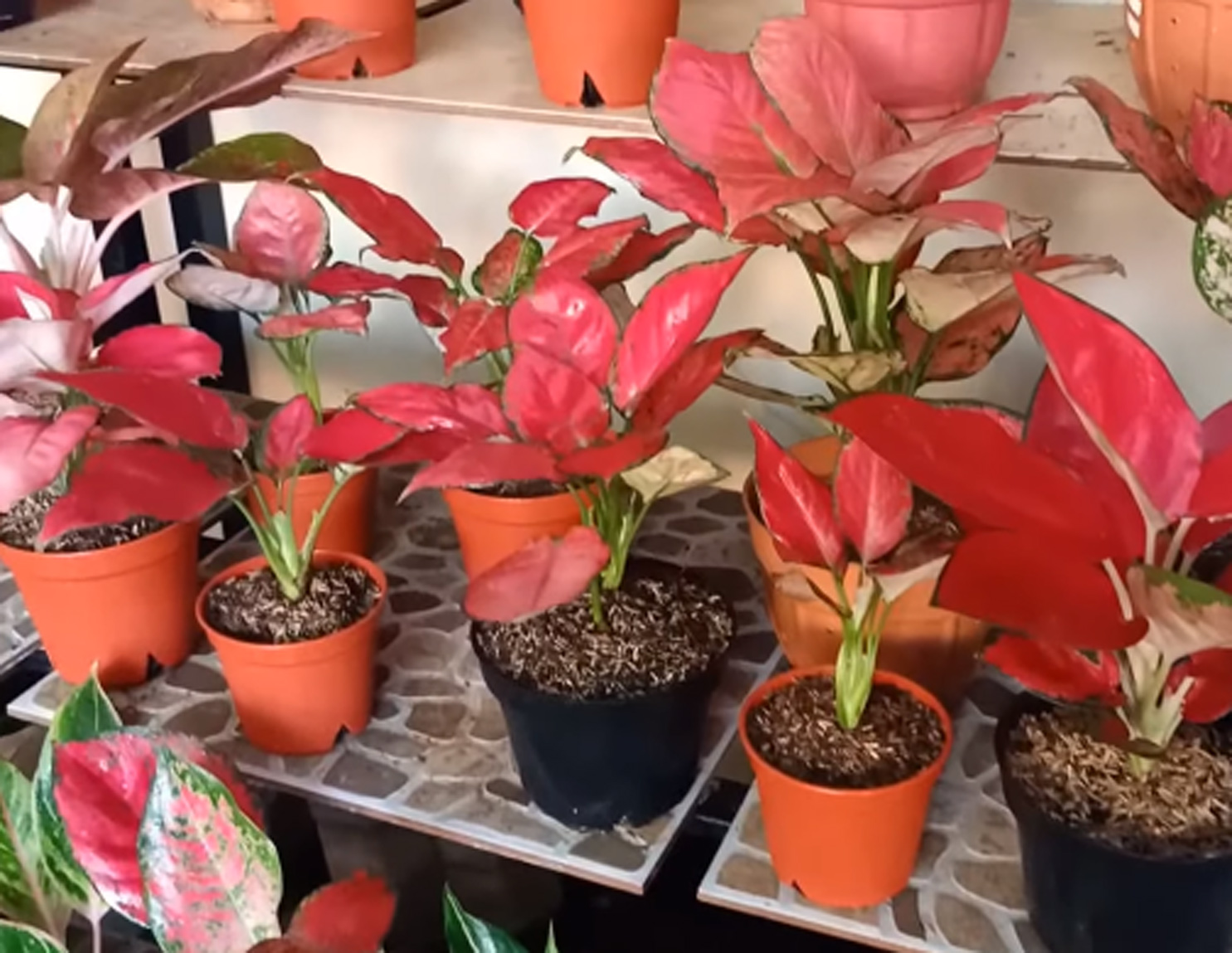 Cara Stek Aglaonema Kampustani Com