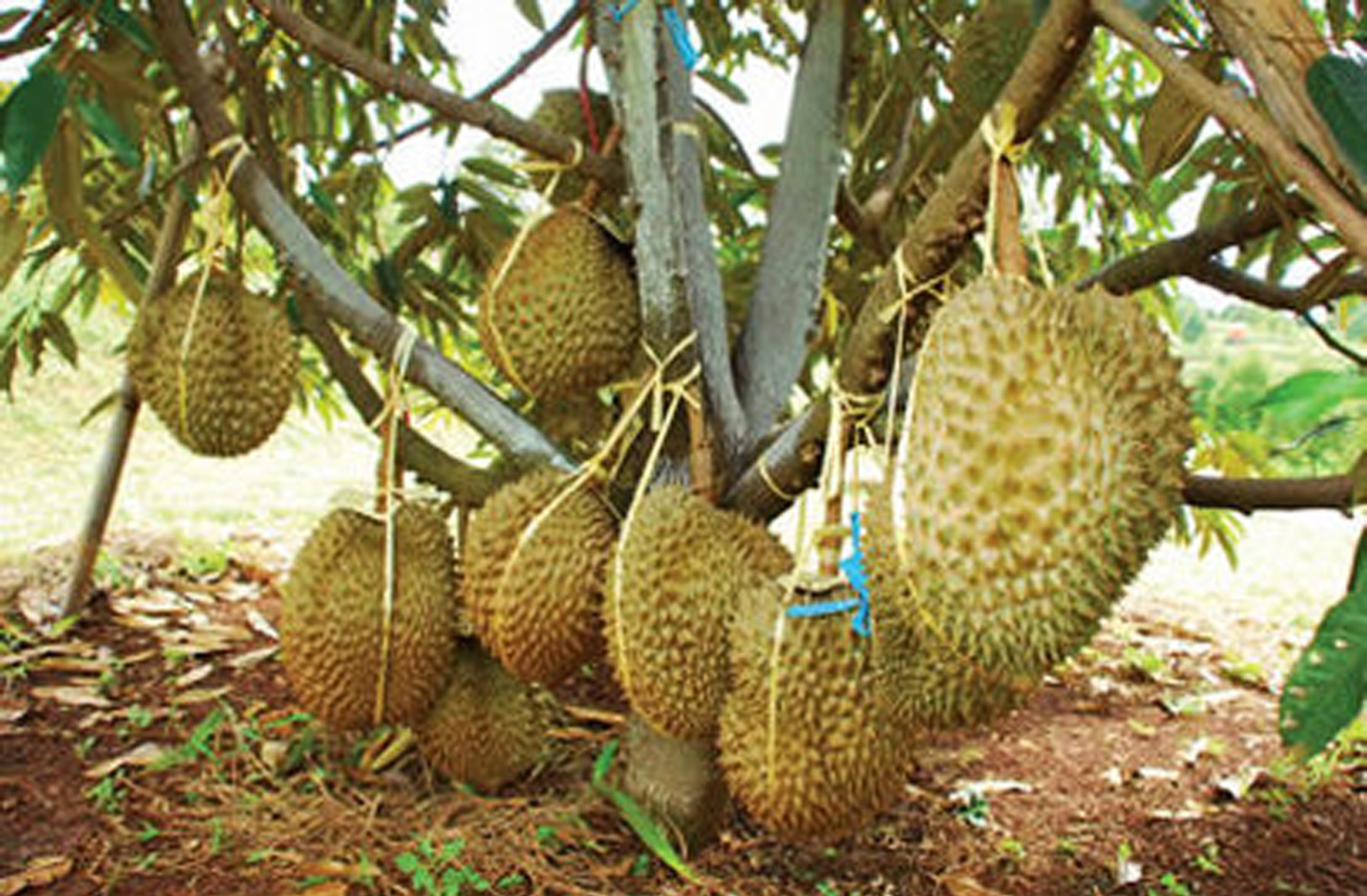 Cara Menanam Durian Bawor Agar Cepat Berbuah KampusTani Com