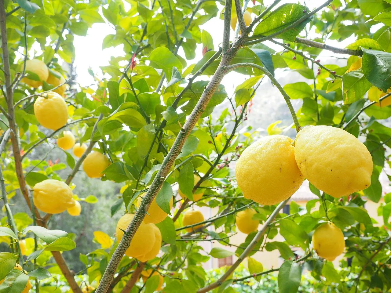 cara sambung pucuk jeruk lemon | kampustani