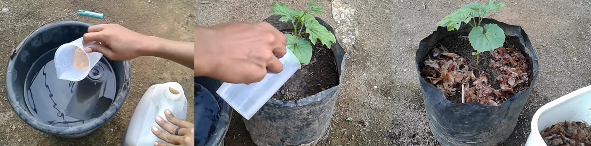 Cara Membuat Pupuk Organik Cair dari Kulit Bawang