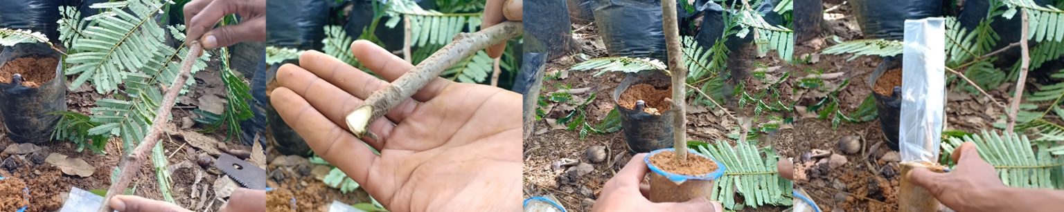 cara-stek-batang-tanaman-petai-1 | KampusTani.Com