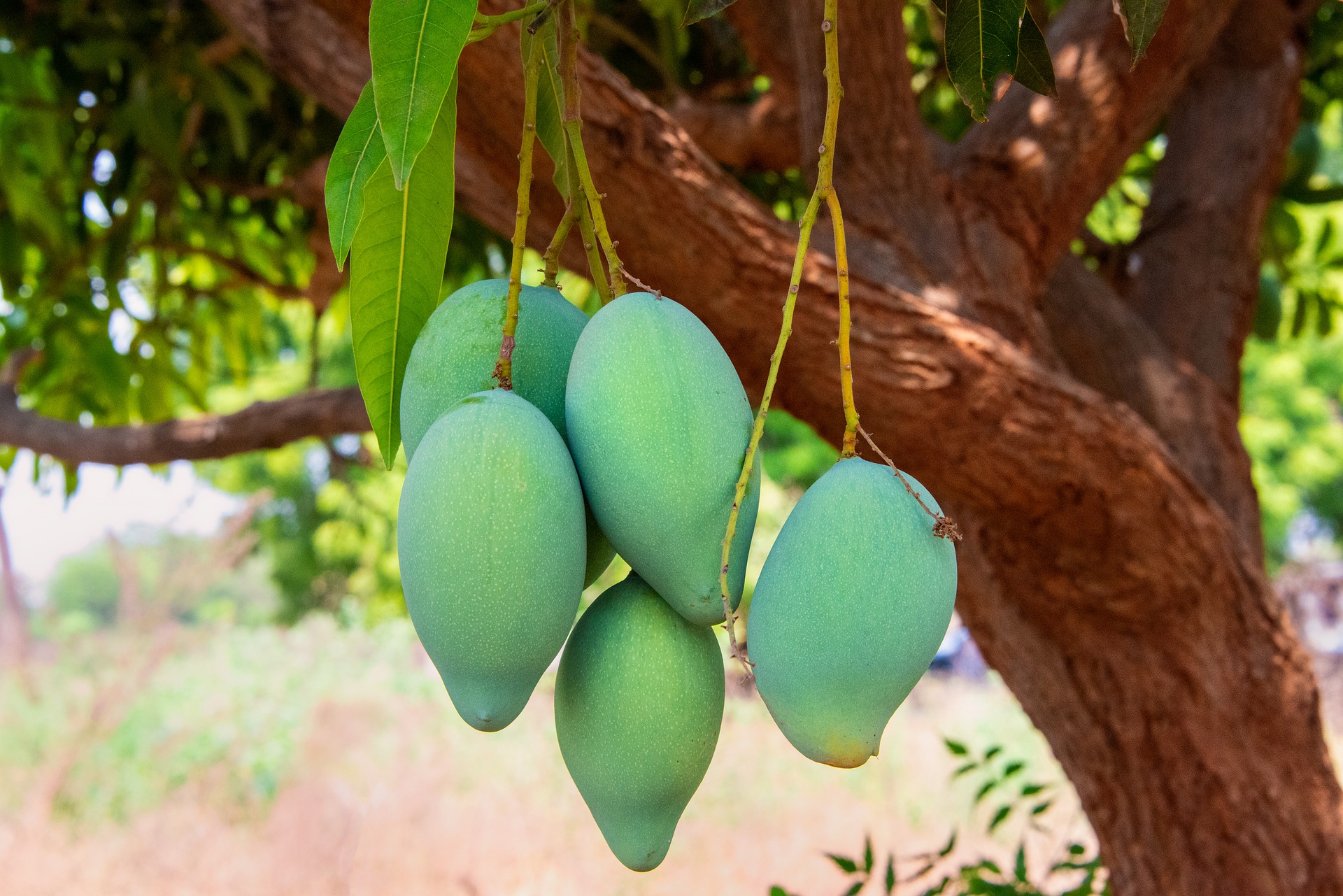 Pemupukan Tanaman Mangga  Agar Berbuah  Lebat KampusTani Com