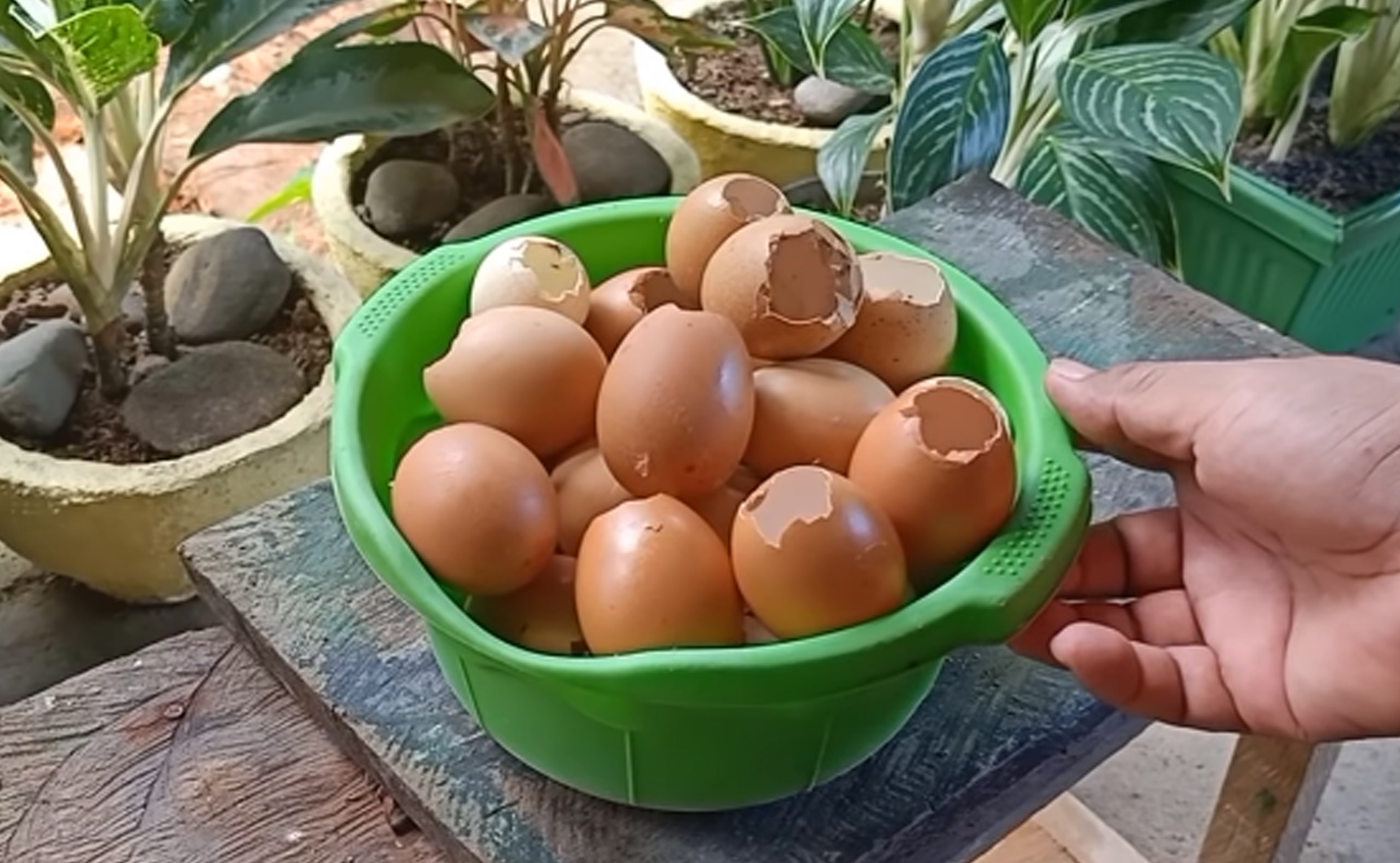 Telur Ayam Dan Bebek