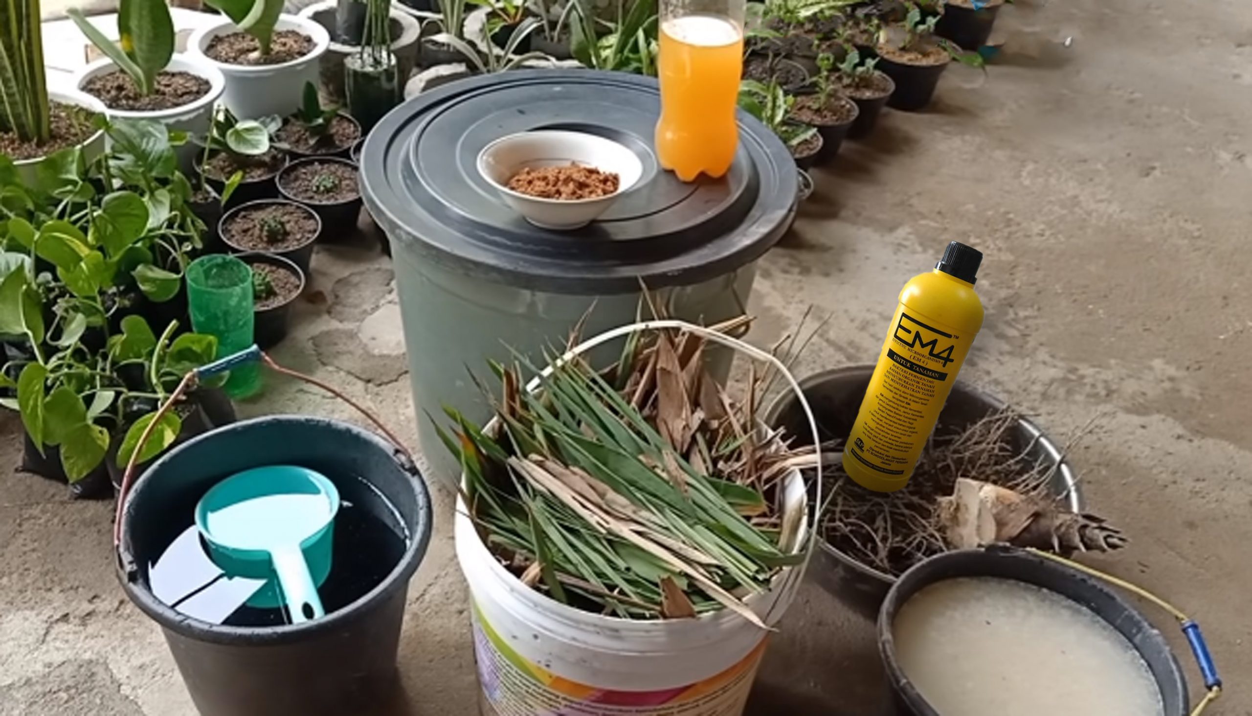  Cara  Membuat  Pupuk Organik Cair dari  Daun Bambu  