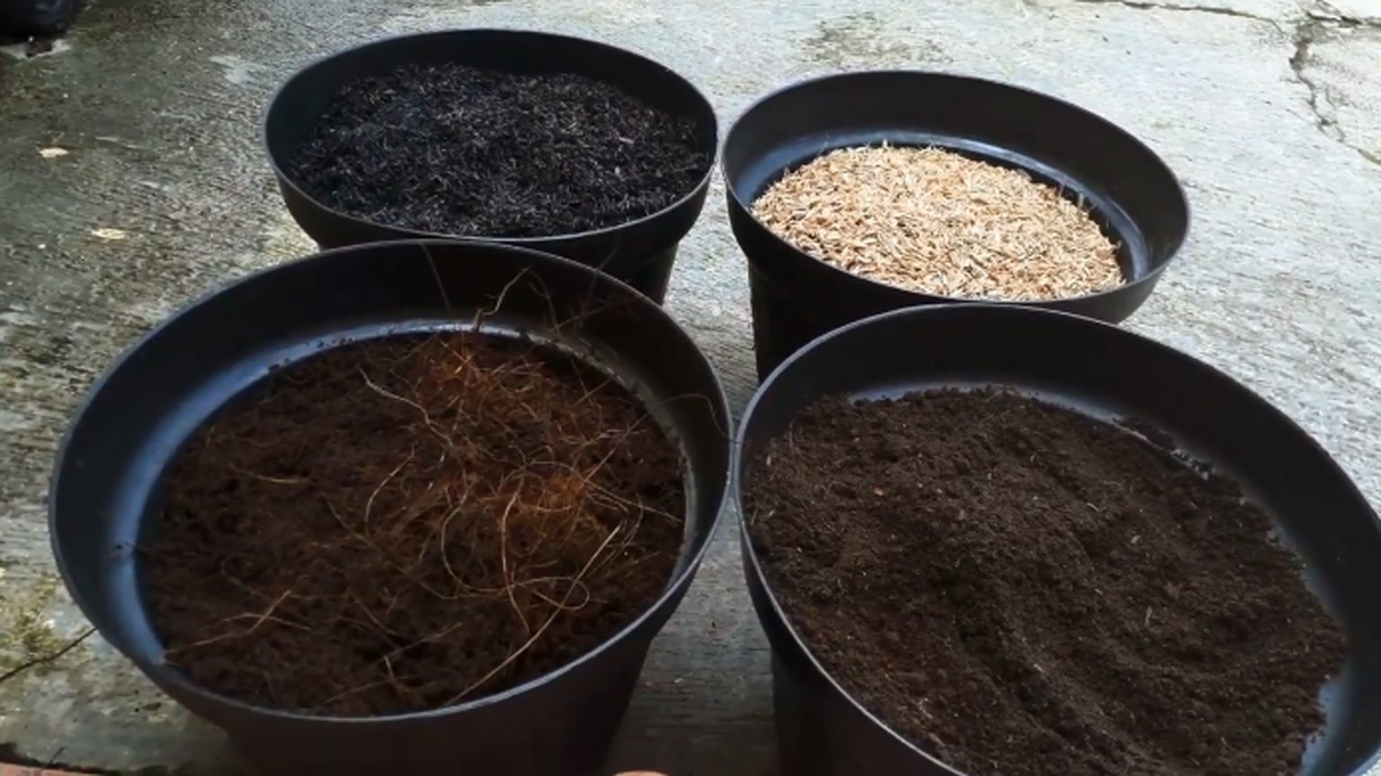 Cara Membuat Media Tanam Aglaonema Untuk Pemula