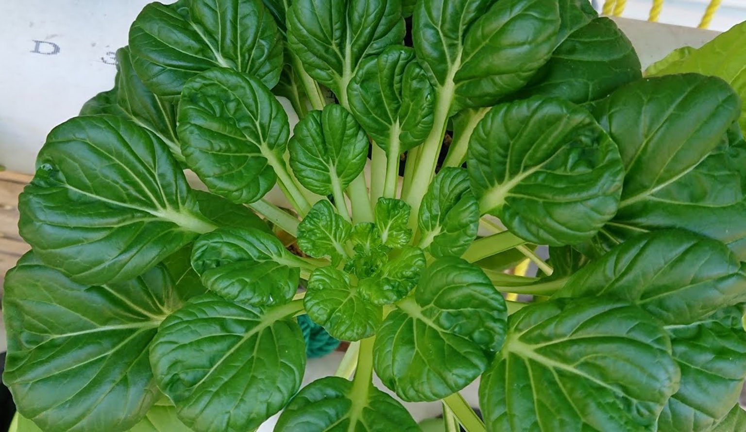 cara-menanam-sawi-pagoda | KampusTani.Com