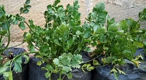 Cara-Mengatasi-Daun-Keriting-Pada-Tanaman-Seledri ...