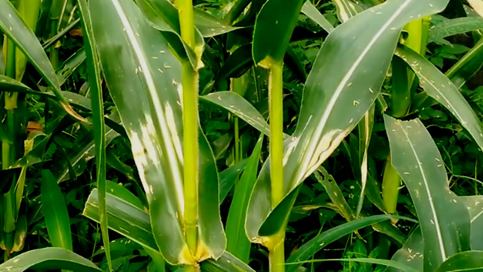 Cara Mengatasi Hawar Daun  Pada Tanaman Jagung  KampusTani Com