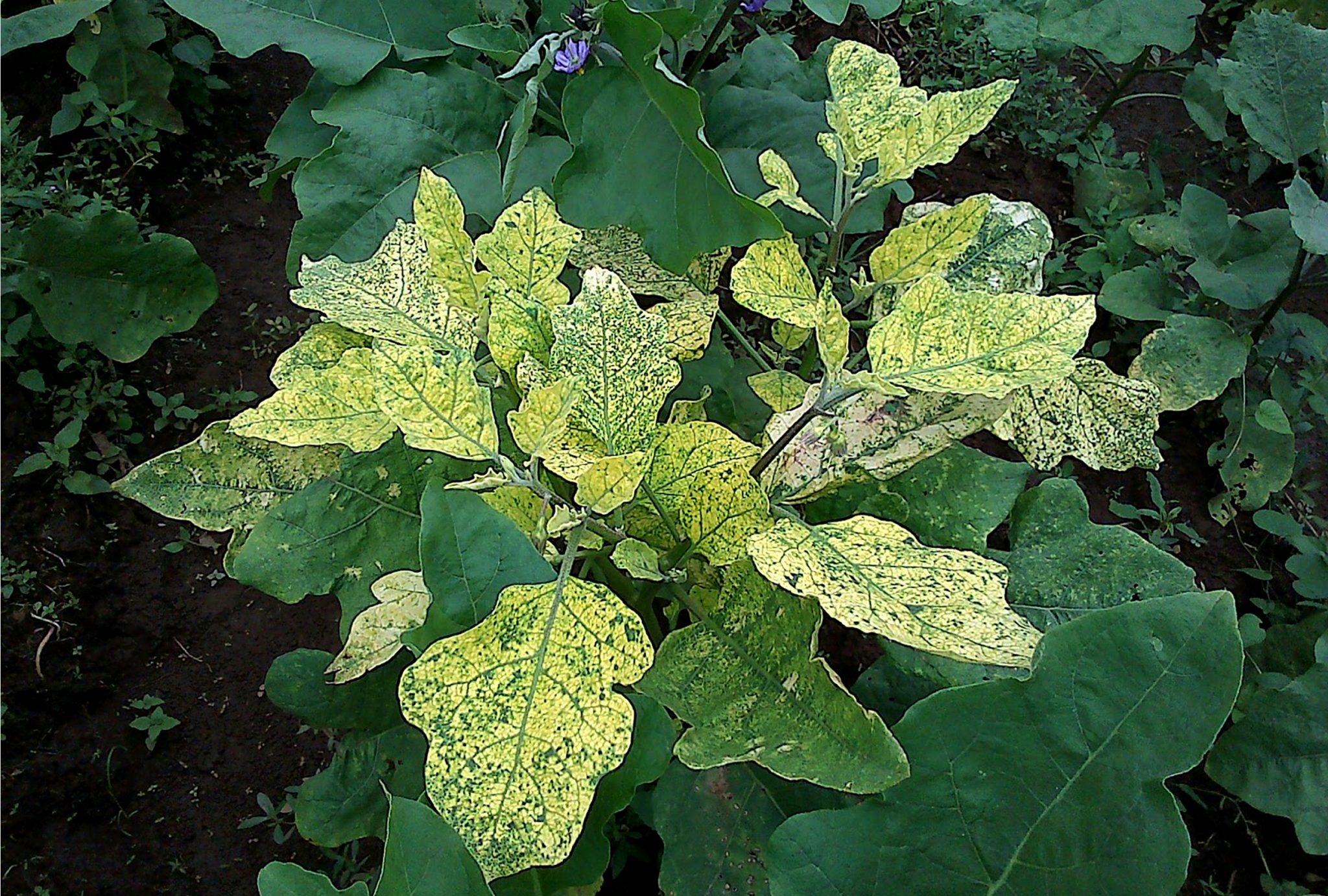 Pengendalian Virus Kuning Pada Tanaman Terong | KampusTani.Com