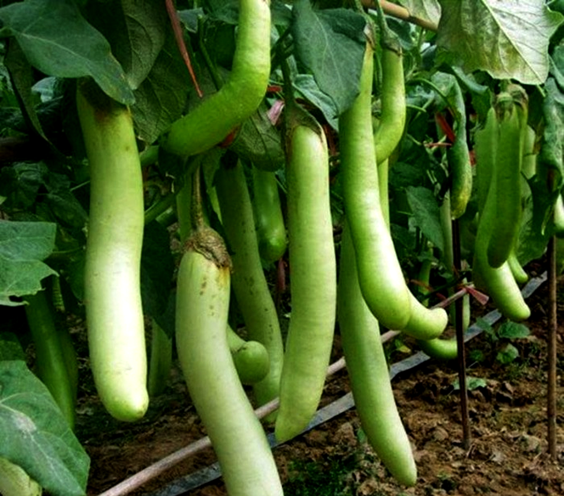 Зеленый длинный овощ. Луизиана Лонг баклажан. Terong Hijau/ Green long Eggplant. Зеленый овощ длинный. Баклажан овощ длинный.