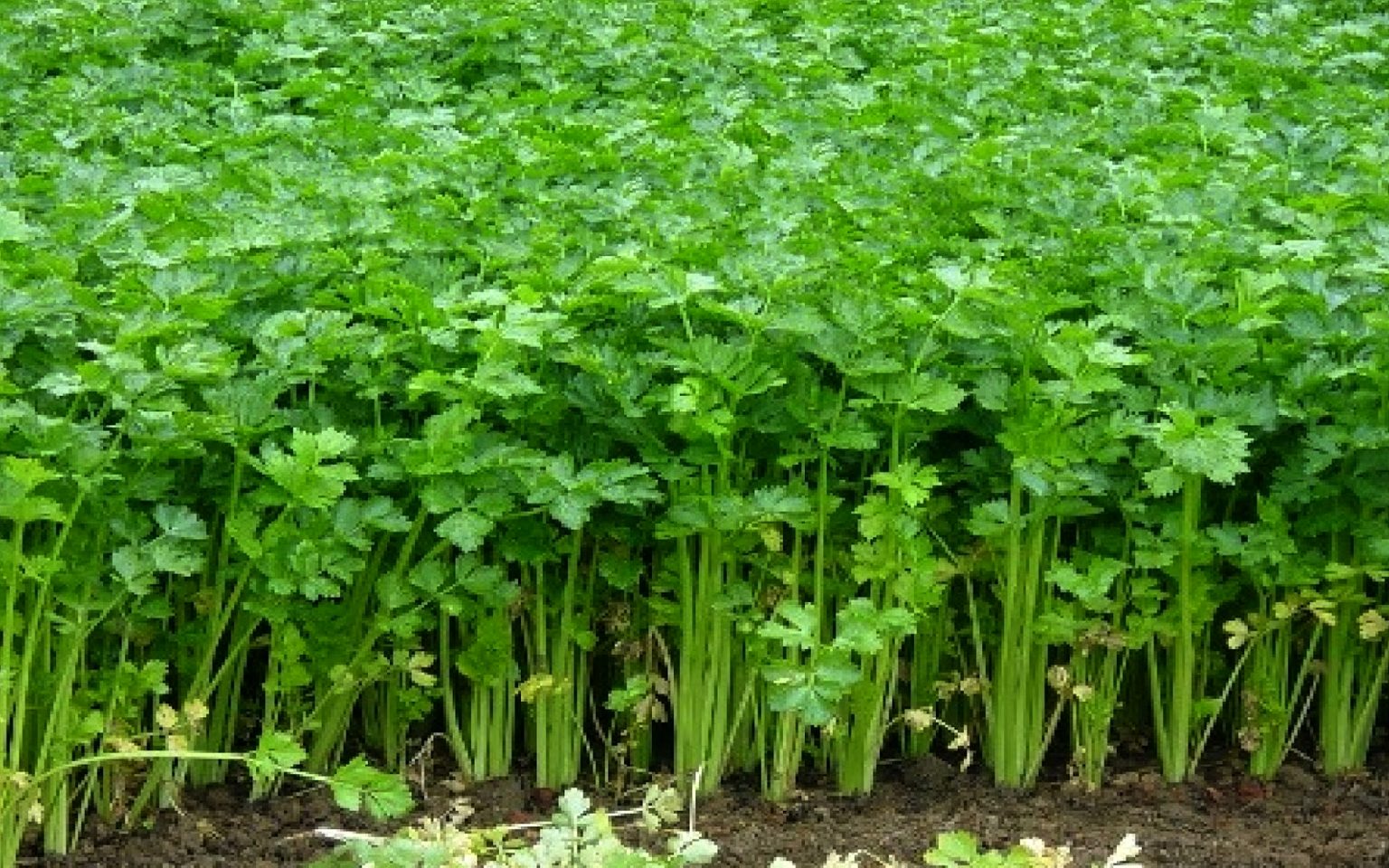 Cara Mencegah Penyakit Pada Tanaman Seledri | KampusTani.Com