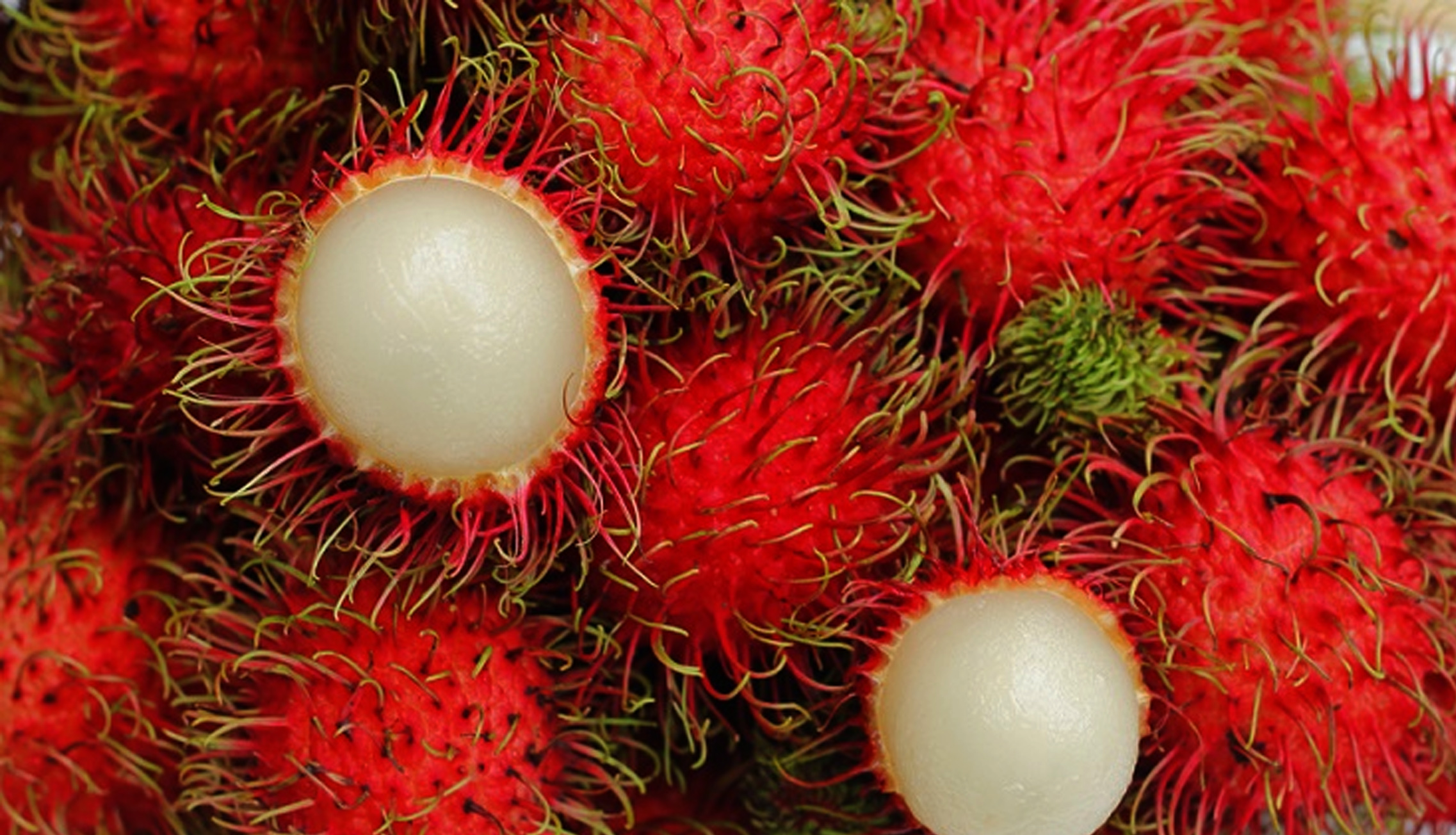 cara stek rambutan binjai  KampusTani Com