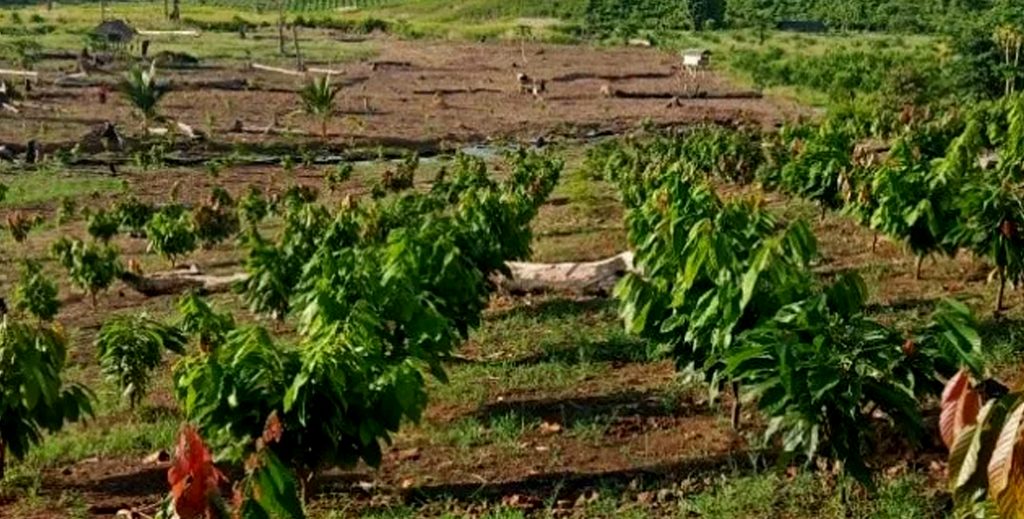 Cara Menentukan Jarak Tanam Kakao KampusTani Com Cara Menentukan Jarak Tanam Kakao KampusTani Com