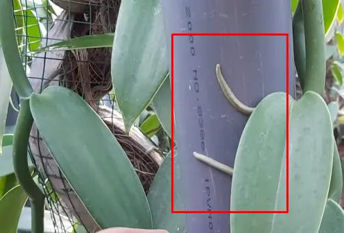 Jenis Akar Vanili Dan Fungsinya Kampustani Com