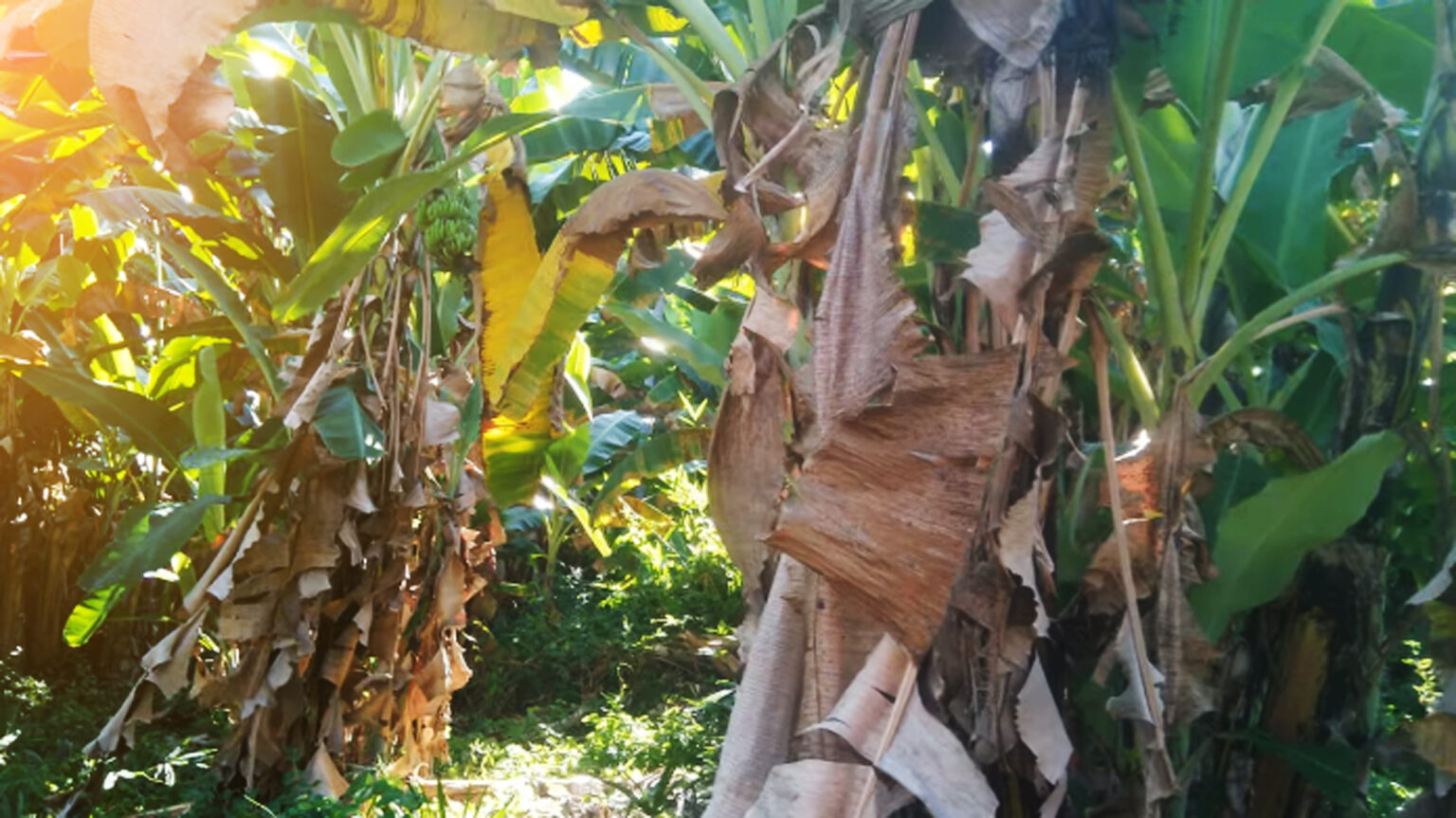 Cara menyembuhkan bagian pohon yang berlubang dan rusak tanpa menggunakan cara fisik