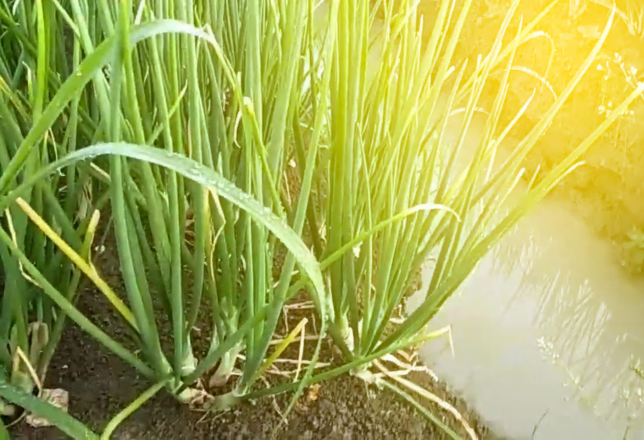 Cara Mengatasi Pucuk Daun Bawang Merah Menguning | KampusTani.Com