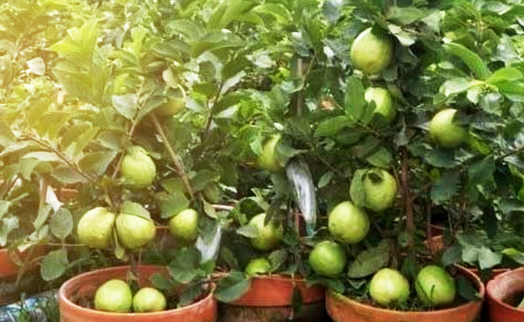Cara Merawat Jambu Kristal Agar Berbuah Lebat | KampusTani.Com