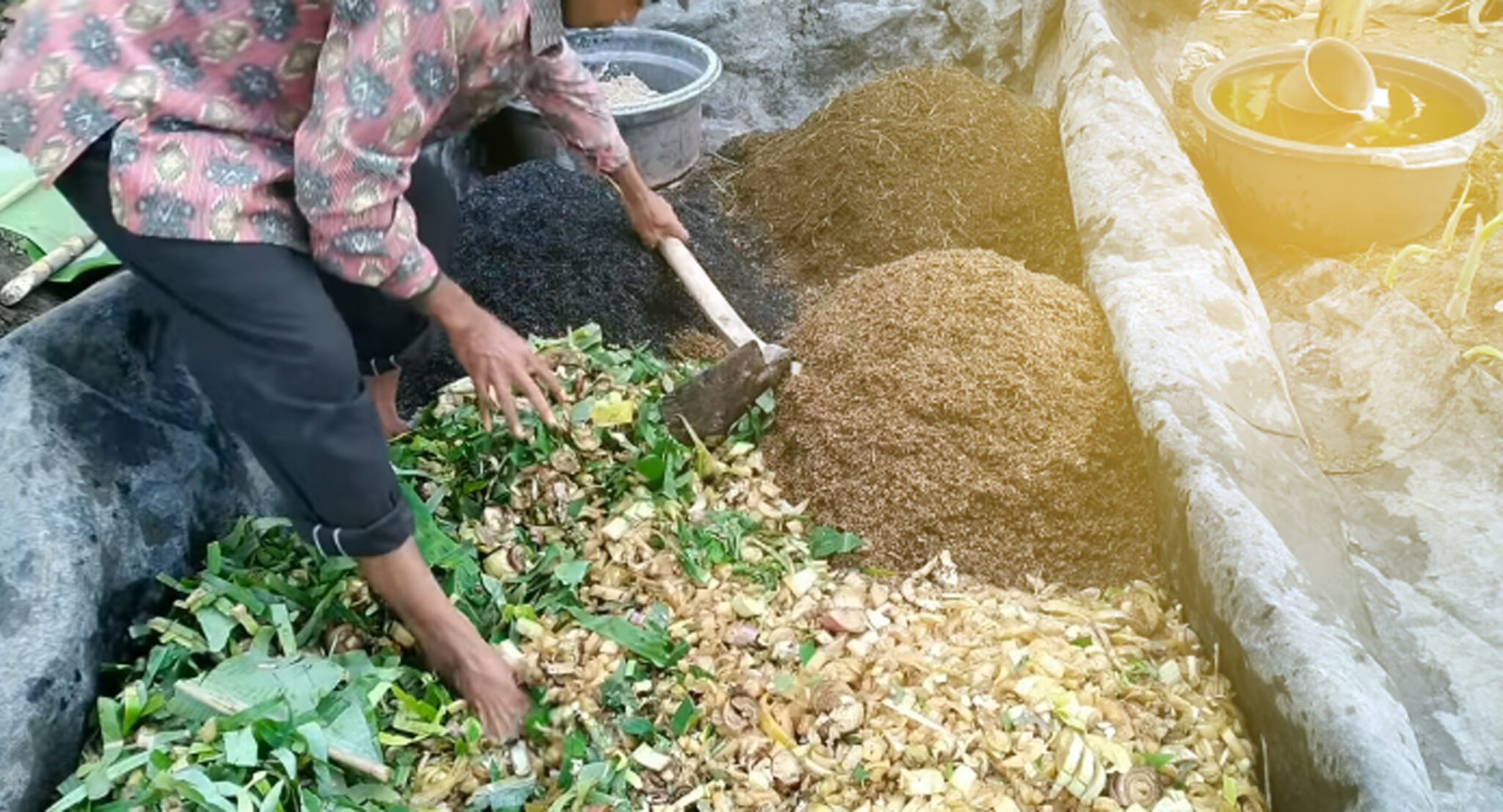 Cara Membuat Pupuk Kompos Dari Limbah  Batang Pisang  