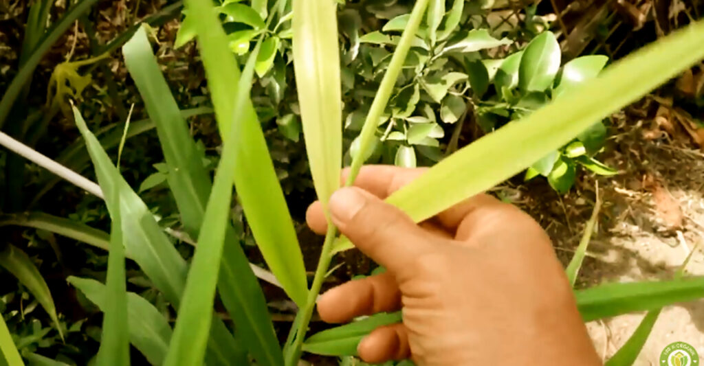 Cara Mengatasi Daun Kuning Pada Tanaman Jahe | KampusTani.Com