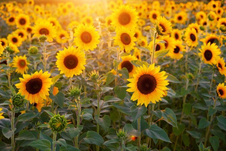 cara-menanam-bunga-matahari-dari-biji | KampusTani.Com