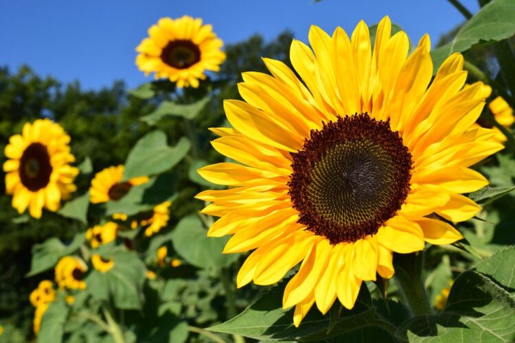 cara-merawat-bunga-matahari | KampusTani.Com