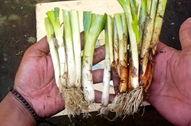 Cara menanam daun bawang dari sisa dapur agar tumbuh terus dan berkelanjutan