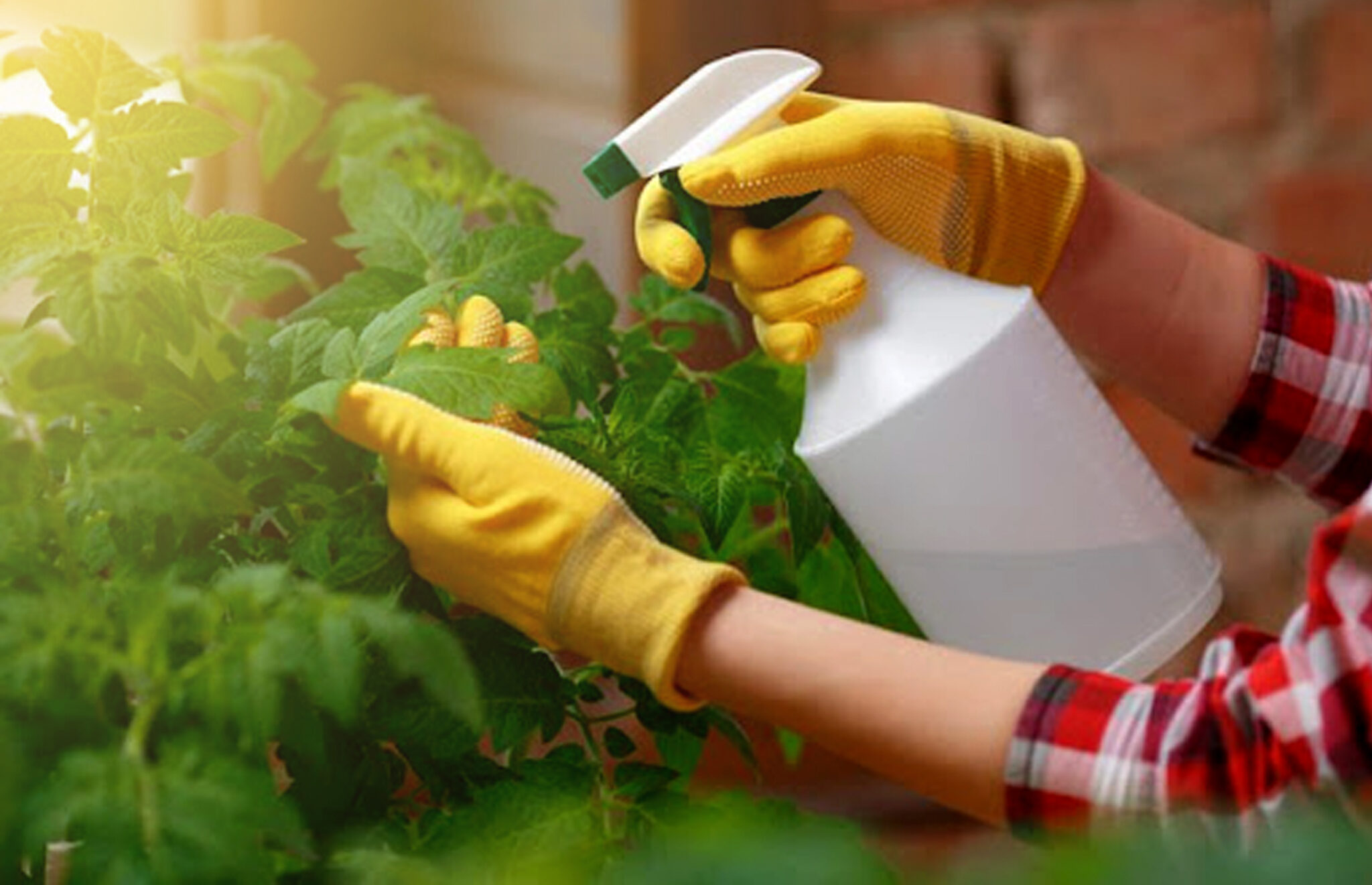 Cara Membuat Insektisida Nabati Kampustani Com