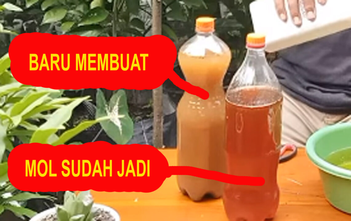 Cara Membuat MOL Terasi | KampusTani.Com