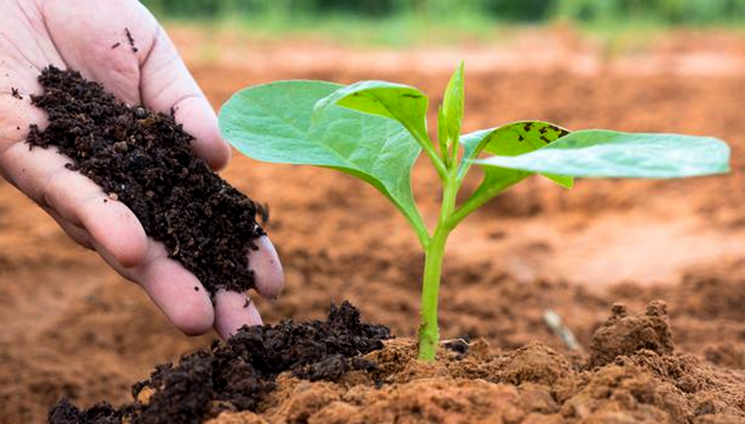 Peran Daun Kering dalam Proses Pengomposan Yang Berkualitas | Nutrisi Tanah