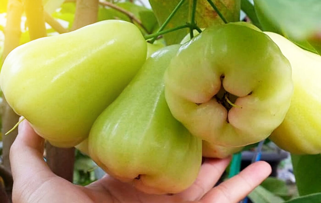 Cara Menanam Jambu Madu Deli Hijau dalam Pot | KampusTani.Com