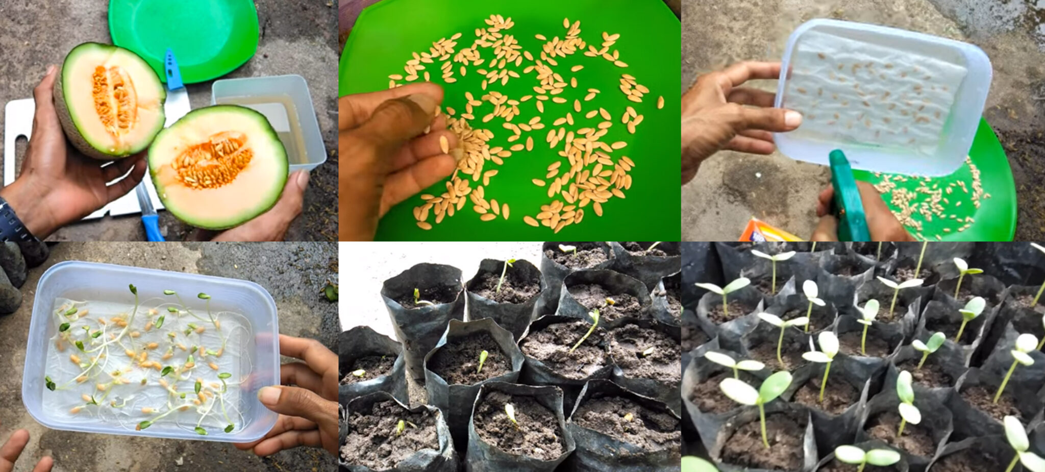 cara-menanam-melon-dari-biji-2 | KampusTani.Com