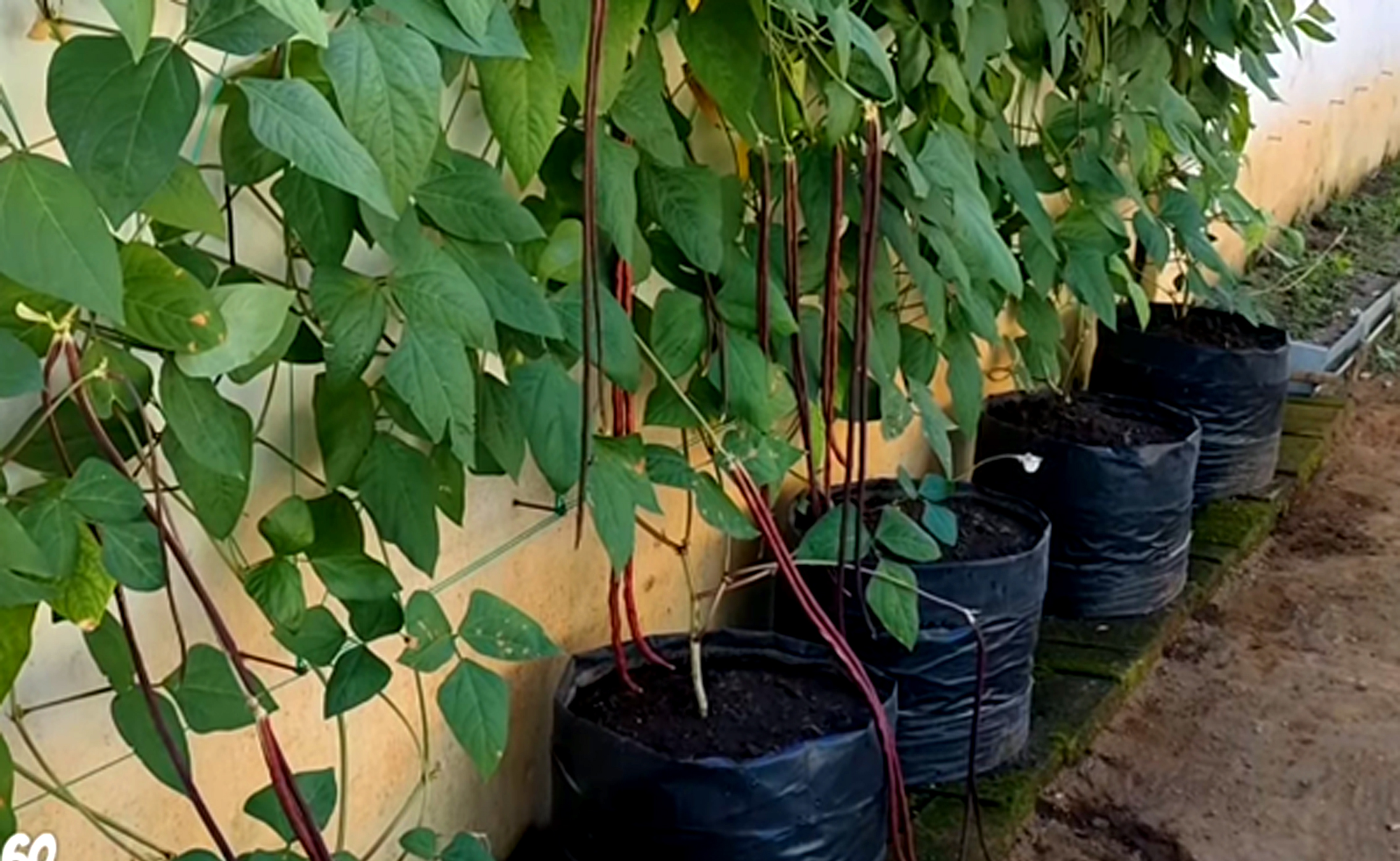 cara-menanam-kacang-panjang-merah-di-polybag | KampusTani.Com